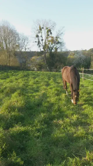 Paddocks en herbe